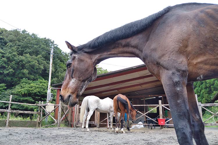 殺処分手前の馬と 最期まで 共に オルタナs